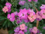 Wallflowers (Erysimum)_2